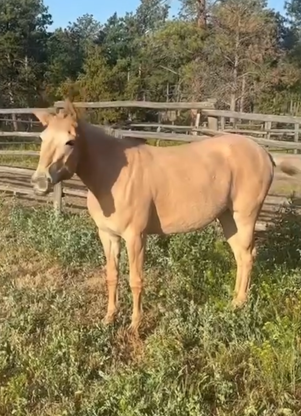 Horse boarding in Helena, MT